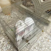 خرگوش سفید بانمک