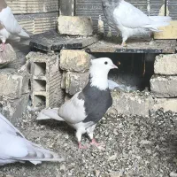 طوقی ماده