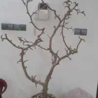 درخت برای  پرنده ویا دکوری در خانه