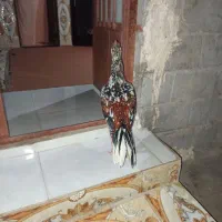 خروس فروشی