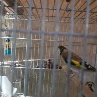 دوعددسهره نر|پرنده|شیراز, شهرک کوثر|دیوار