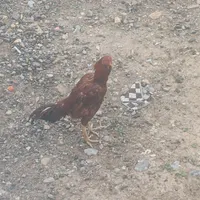 خروس لاری اوشاما