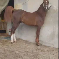 اسب دره شوری(سیلمی)