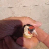 ماده سهره