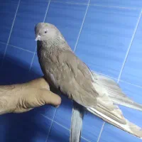 کفتر نوک قنار