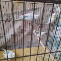 ۴ عدد مرغ عشق سالم مادر به همراه سه جوجه|پرنده|ری, هاشمآباد|دیوار