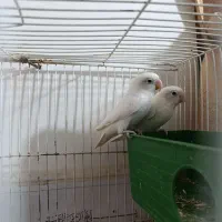 کوتوله فروشی|پرنده|ایرانشهر, |دیوار