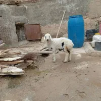 یک عدد بره شیرمس ماده ودوعددبزغاله