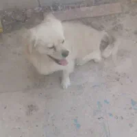 سگ پاکوتا|سگ|محمدیه-قزوین, |دیوار