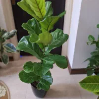 فیکوس لیراتا با گلدان سفالی مشکی|گل و گیاه طبیعی|شاهینشهر, نسیم ۵|دیوار