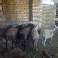 میش جوان