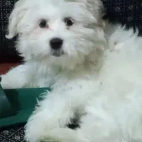 توله سگ شیتزو ۳ ماهه