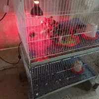 جوجه بوقلمون