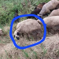 گوسفند دوقلو با برها ماده