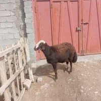 قوچ افشار|حیوانات مزرعه|فیروزآباد (لرستان), |دیوار