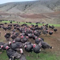 بوقلمون طبیعی