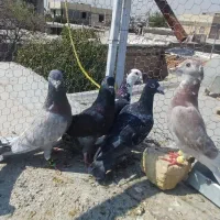 طاووسی