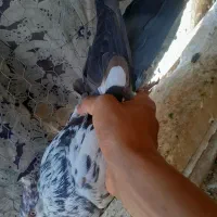 کفتر پرشی