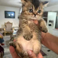 واگذاری توله گربه بریتیش بلک گلد۲ماهه نر