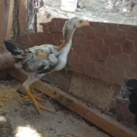 تخم لاری نطفه دار و جوجه لاری درجه یک