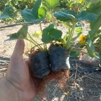 نشا توت فرنگی|خدمات باغبانی و درختکاری|مریوان, |دیوار