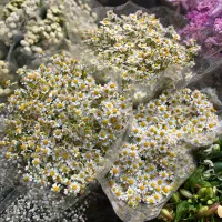 پخش گل مستقیم از تهران