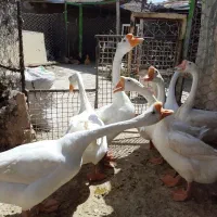 تخم قوغاز گردن ماری اصل(چینی)