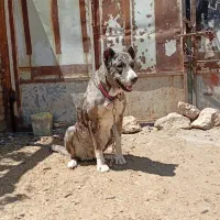 سگ ماده|سگ|زاوه, |دیوار