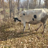 گاو گوشتی شکم اول|حیوانات مزرعه|هشترود, |دیوار