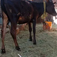 گستر جرسه برای نگهداری حرف نداره