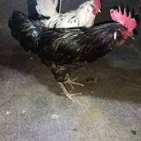 مرغ خروس