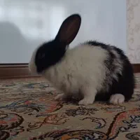 خرگوش|موش و خرگوش|تبریز, |دیوار