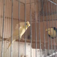 کوتوله ، مرغ عشق انگلیسی|پرنده|همدان, |دیوار