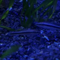 کت سیامی|ماهی|مشهد, نیروی هوایی|دیوار