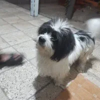 سگ گمشده|حیوانات|گیلان غرب, |دیوار