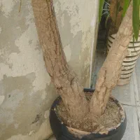 یوکا|گل و گیاه طبیعی|رشت, آتشگاه|دیوار