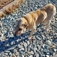 سگ افغان|سگ|قزوین, |دیوار