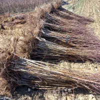 نهالهای سالم و پربار ازنهالستان دارای لیبل معتبر|خدمات باغبانی و درختکاری|محمدشهر, محمدشهر|دیوار