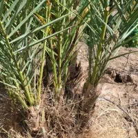 فروش پاجوش نخل زاهدی و کبکاب