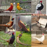 فروش انواع پرنده