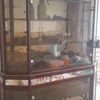 ویترین فرفوژه