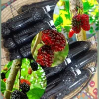 شربت طبیعی شاه توت