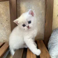 بچه گربه بریتیش