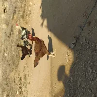 خروس لاری|حیوانات مزرعه|گرمی, |دیوار