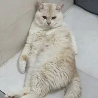 فروش گربه نژاد اسکاتیج