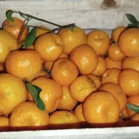 نارنگی|خوردنی و آشامیدنی|بندرعباس, |دیوار