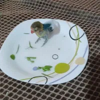 گمشده در محدوده  بلوار فضل|پرنده|نیشابور, شهرک ولیعصر|دیوار