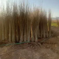 فروش  صنوبر  نیکرا وکبوده تبریزی