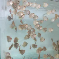 جوجه دیسکس|ماهی|رشت, ولکس|دیوار