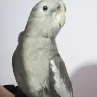 عروس هلندی وایت فیس